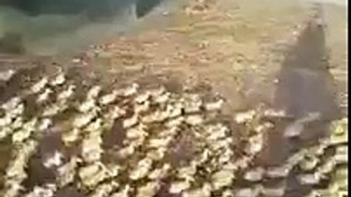 5,000 ducklings rush to pond for first time swim