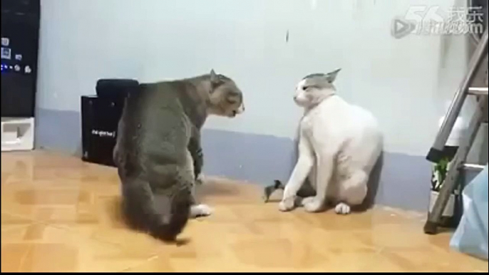 funny videos | funny animals | funny images | funny quotes part 1