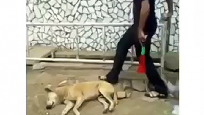 funny Dog fearing