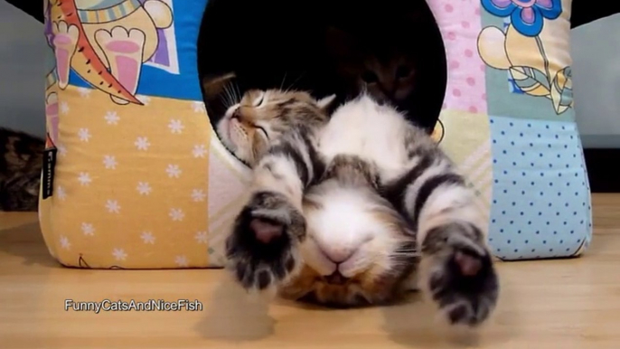 Le plus craquant des bébés chats jamais vu! Trop Mignon!