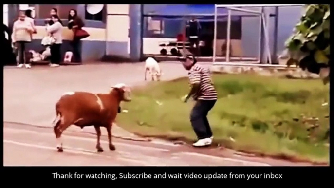 Funny aniMAL Attack other aniMALs - Cow Vs Cat Vs Bear Vs Shark Vs Crocodile - Youtube