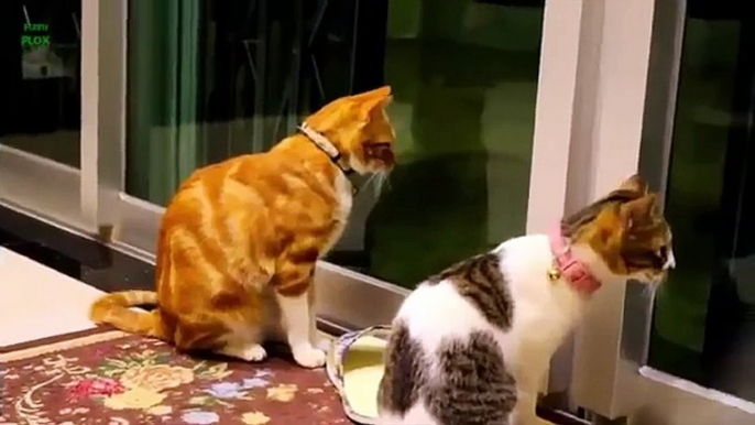 Tom And Jerry Real Life - Cat And Mouse- Funny videos Cats Falling