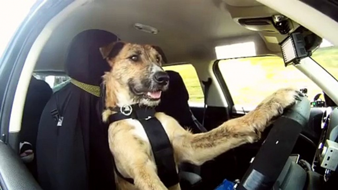 Meet Porter - The Worlds First Driving Dog