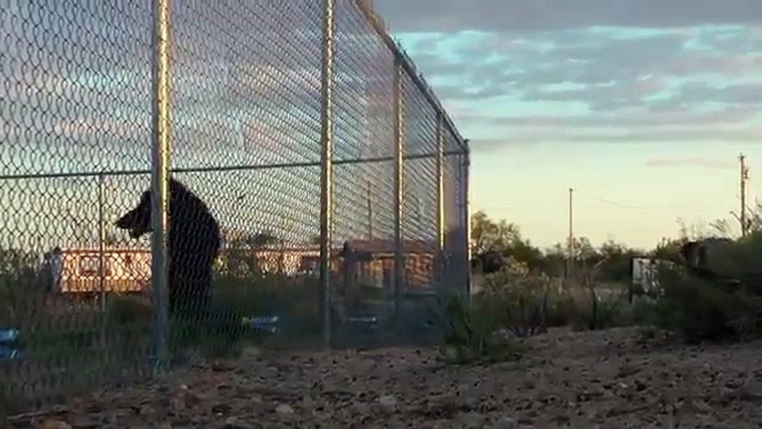 Las ovejas pastan felices bajo la supervisión de un lobo y un perro. Lobos, perros y ovejas