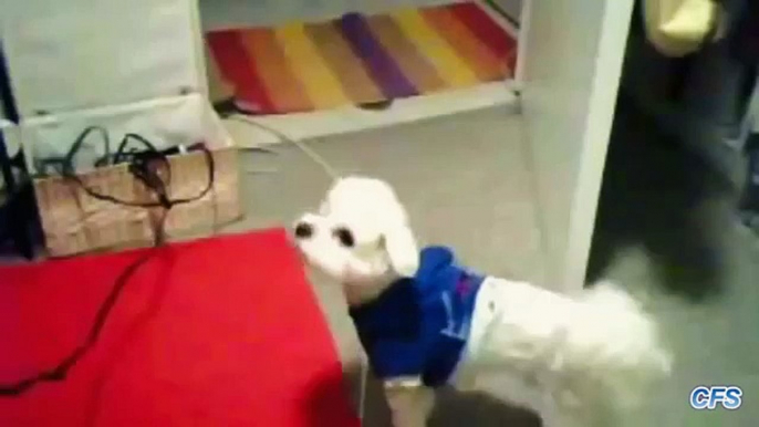 Sèche-cheveux contre chiot. Chiots drôles de défense avec un sèche-cheveux