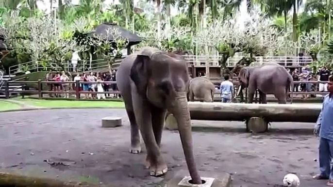 Elephants have fun. Funny elephants and elephants