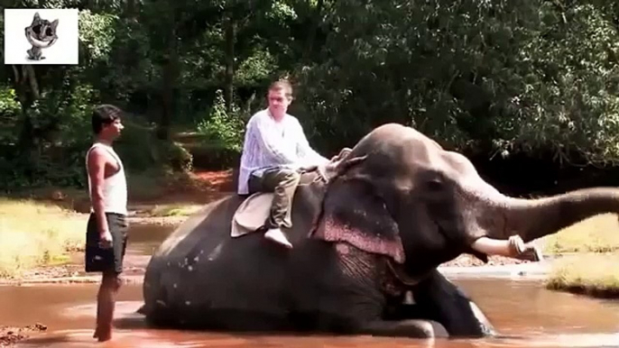 Les éléphants, les humains et les éléphants. Les éléphants et les éléphants drôles