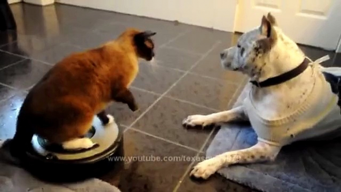 Roomba Cats with Dog pit bull Sharky.