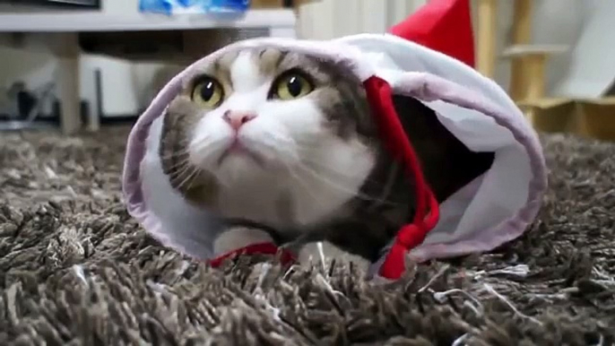 Funny Cats Videos - Cute Kittens Compilation 2015 - Ultimate Cat Vines Compilation 2015 (1)