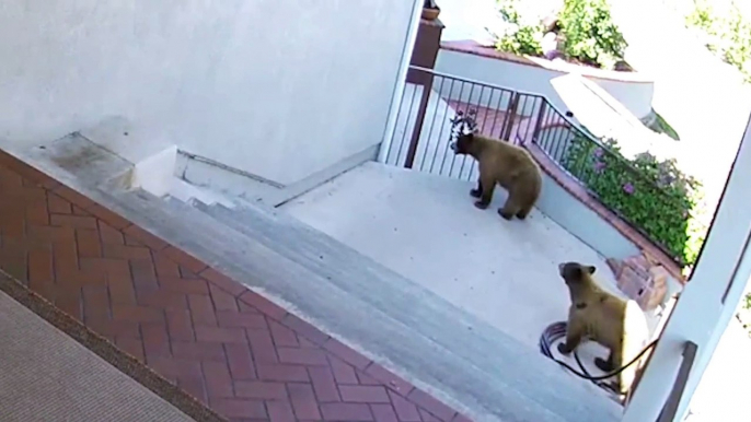 Cute little dog fights Bear without any Fear!