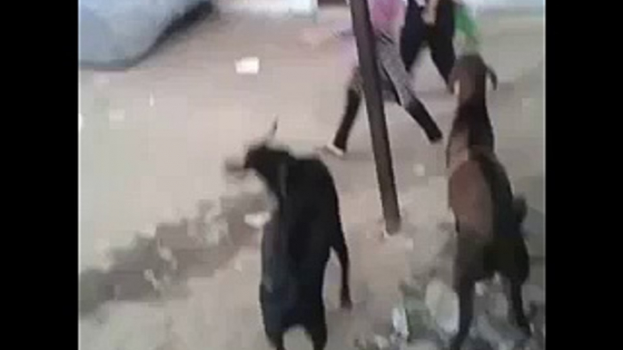 Bakra Ne Liya Ladki Se Badla Very Funny Attack