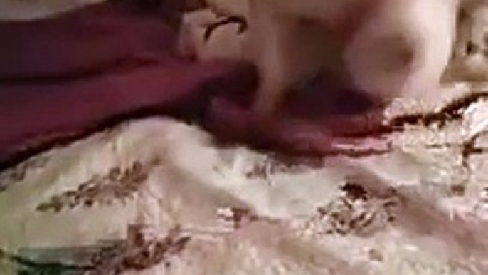 Rescue dog experiences a bed for the first time