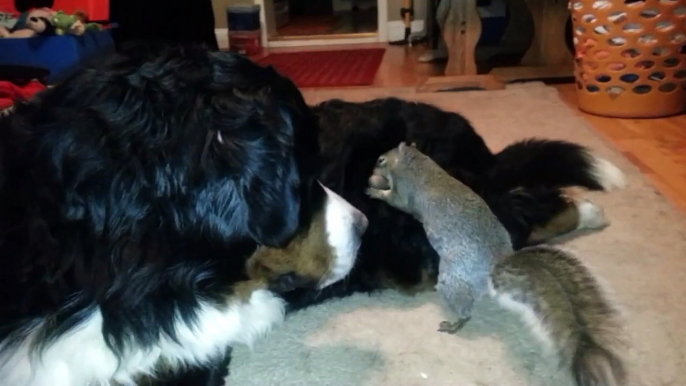 Squirrel hides nuts in Bernese Mountain Dogs tail!!