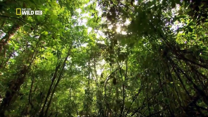 Popular Videos - Amazon River & Wildlife