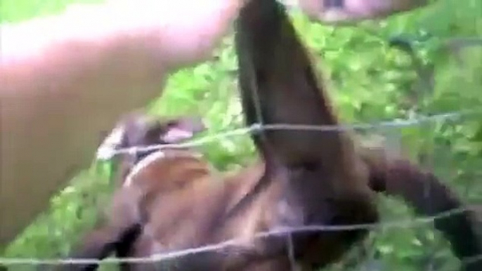 Policeman rescues dog stuck in a fence.what happens next is amazing