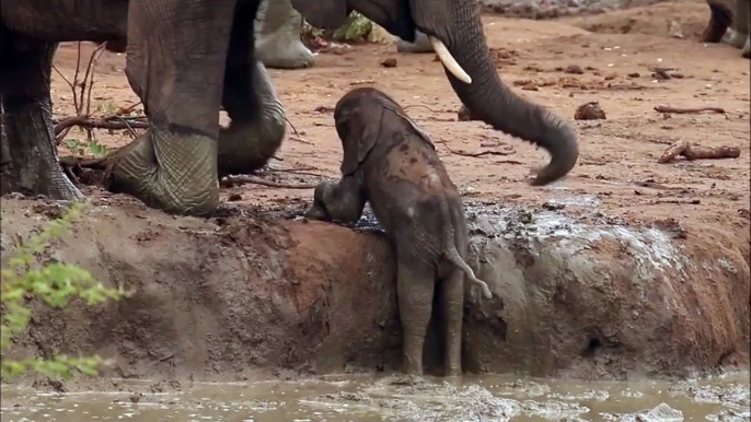 Elefantes ayudan a pequeño elefante a superar un desnivel