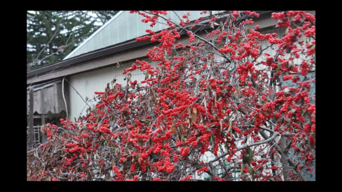 Winterberry Hollies ... Birds are Attracted to these bushes