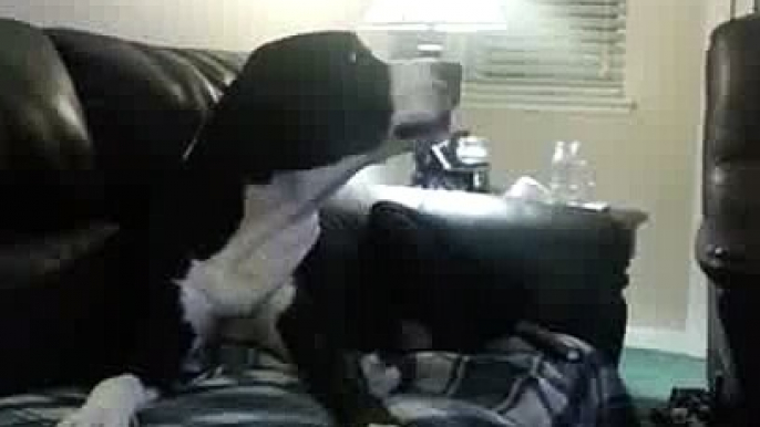 Great Dane  hrows a hissy fit