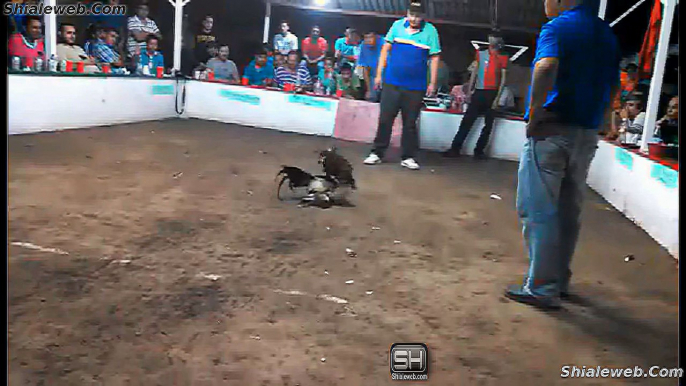 PELEA DE GALLOS EN EL PALENQUE MICHOACAN MEXICO GRAN FINAL DEL SANGRIENTO Y FATAL TORNEO ULTIMAS BATALLAS NOVIEMBRE 2015