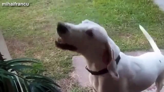 Funny Angry Dogs Barking And Growling Compilation 2015 Dog Growling Videos