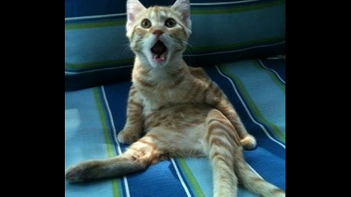 Shocked Cats - Amazing reactions - Top 20 shocked cats