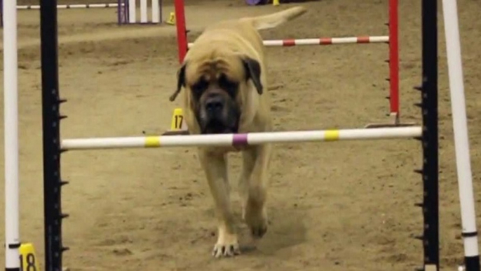 Mastiff course agility