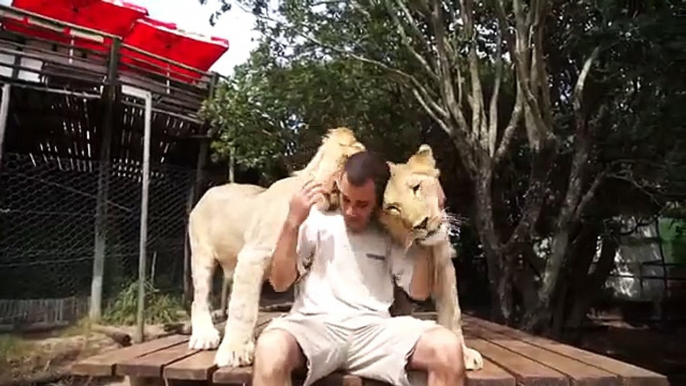 Leones muy cariñoso. Leones divertidos gatos