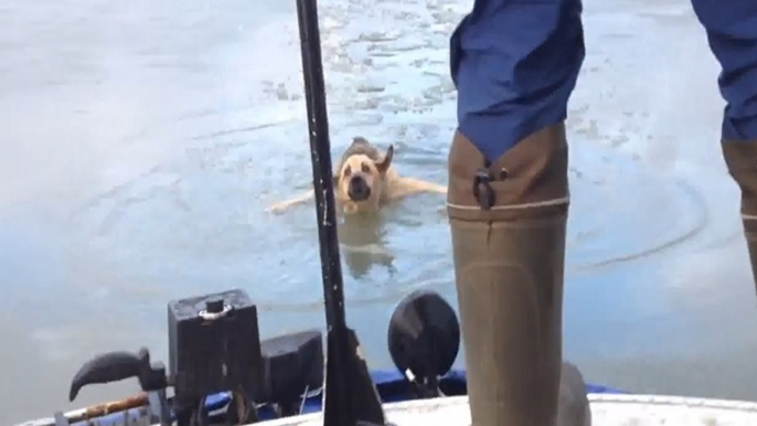 Sauvetage d'un berger allemand en danger de mort dans la glace