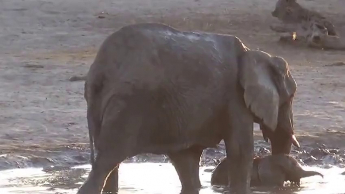 Cute Baby Elephant doesn’t want to get out of Bath