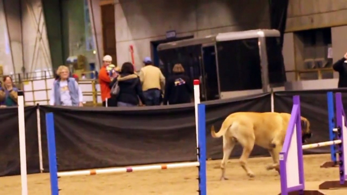 Un chien mastiff fait une course d'agility