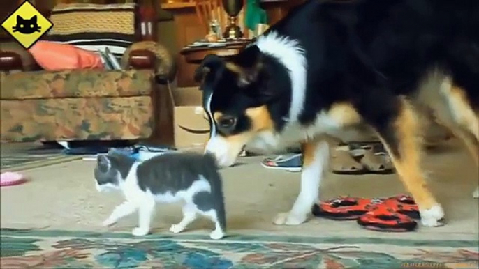 FUNNY VIDEOS: Funny Cats - Funny Dogs - Dogs Love Kittens - Funny Animals - Funny Cat Vide