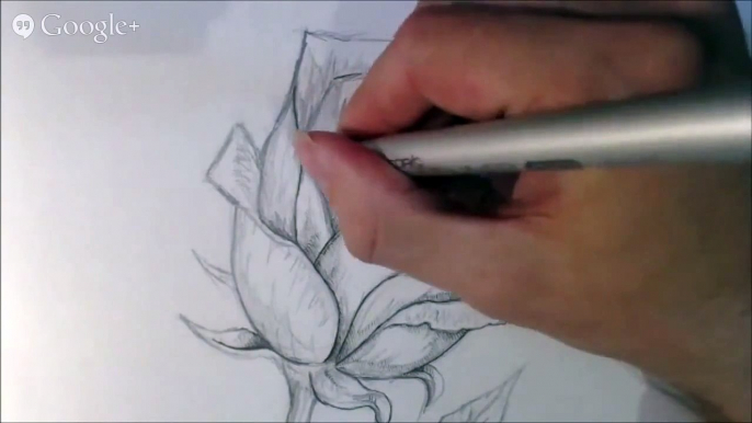 Drawing A Rose with Fine Line Marker Pen.