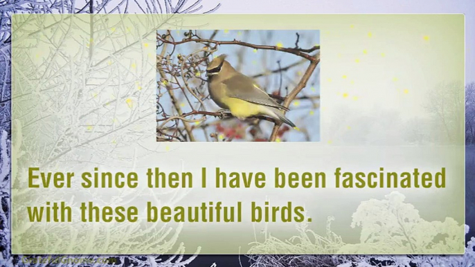 The Beauty Of Cedar Waxwings