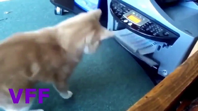 LOL Cat Fail Compilation Videos   Epic Funny Cats Jump Fail 2015   Funny Cat Fails No 145