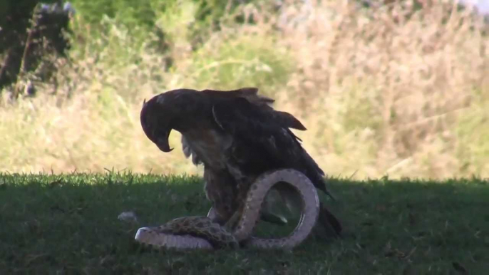 Eagle vs Snake fighting real life ☆ Animals Attack