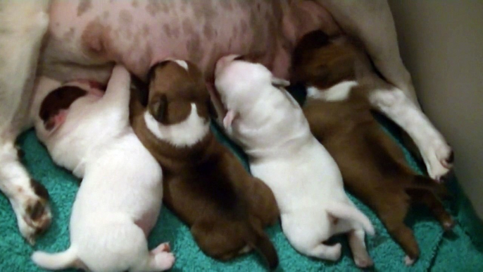 6ème vidéo La tétée avec les chiots de la 23ème portée de STAFFORDLAND