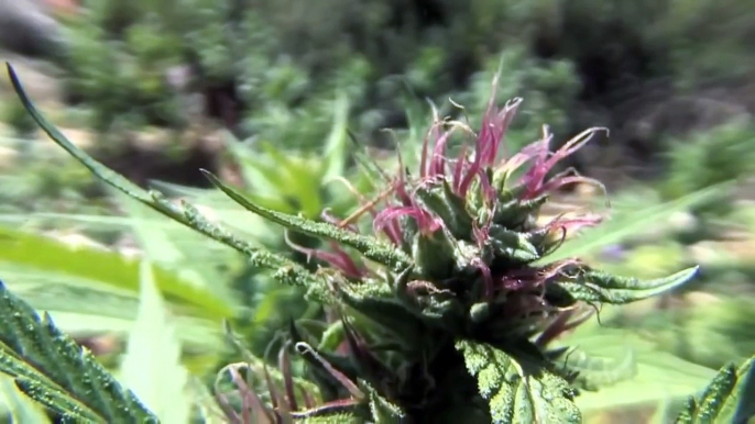 JAMAICA CANNABIS 2015 Weed, Marijuana, Ganja (Full Documentary HD)