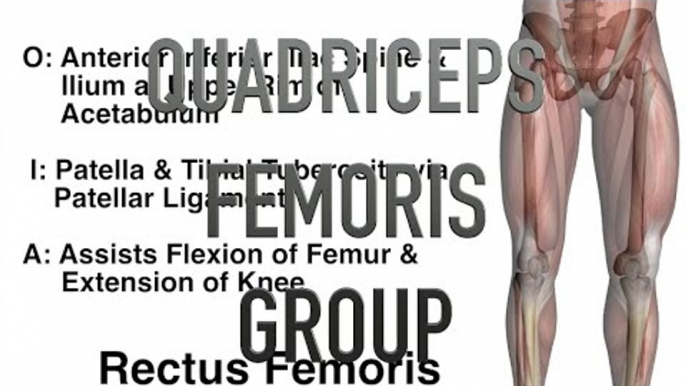 Quadriceps Femoris Group Muscles - Origins, Insertions & Actions
