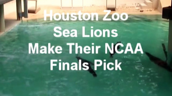 Houston Zoo Sea Lions Pick NCAA Division 1 Men's Basketball Championship Team