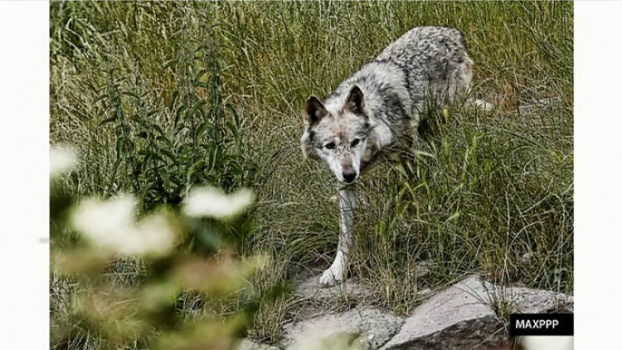 "Un nouveau loisir en France : la chasse au loup" (Planète Environnement)