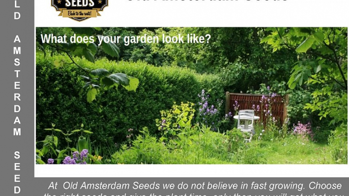 Old Amsterdam Seeds - Growing Your Own Organic Cannabis