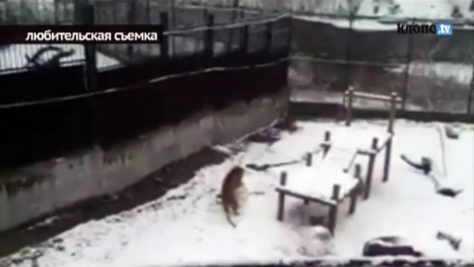 In Russian Zoo a tiger learned to make snowballs