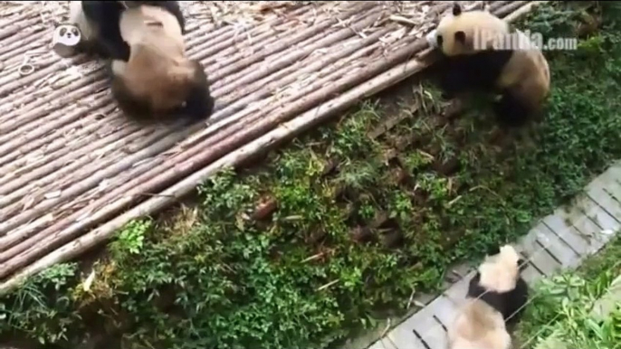 Playful pandas