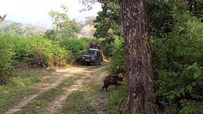 Tiger vs Boar Wild Animal Attacks Fights to Death Videos