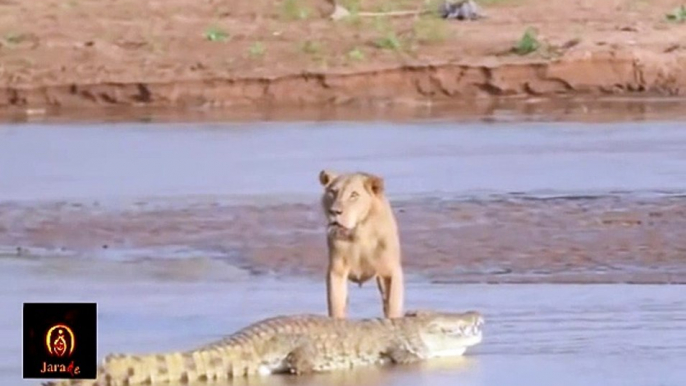 Lion vs Great Crocodile Real Fight ► Jarade Chanel