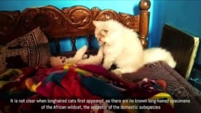 Cute Funny Cats 2016 Funny Cats Video Compilation Most Amazing Persian Kittens Cute Cat Ba