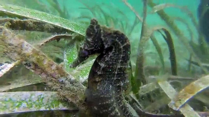 Un maschio di cavalluccio marino si ferma davanti ad un sub e poi...