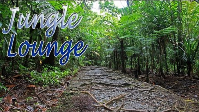 Music For Yoga - Jungle Lounge Sound Music For Relaxation, Meditation, Stress Relief