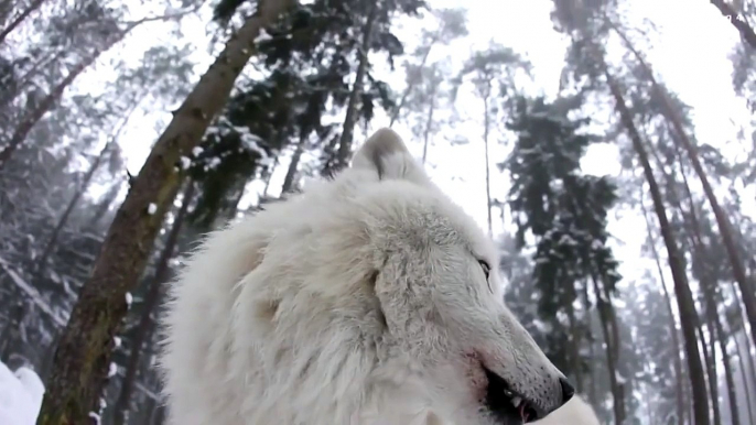 Howling Wolves - White Arctic Pack of Wolves howling