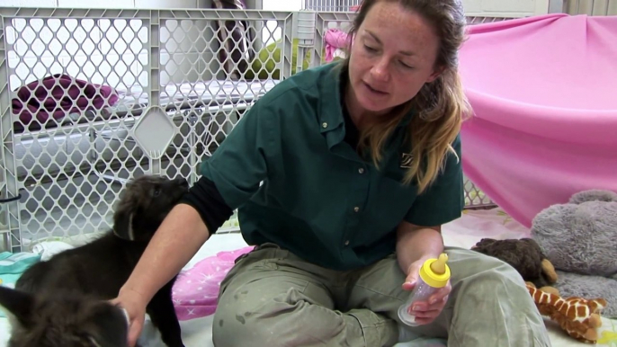 Pup Playtime! Maned Wolf Pups are Five Weeks Old